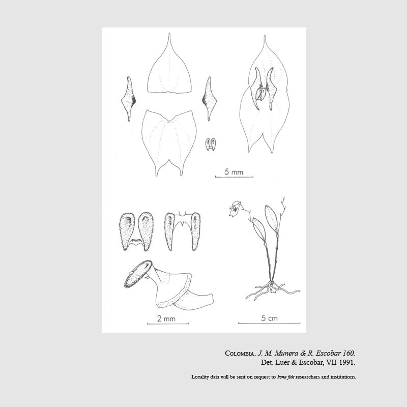 Lepanthes marthae